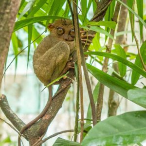 Bohol Tarsier - Worlds Smallest Primate2